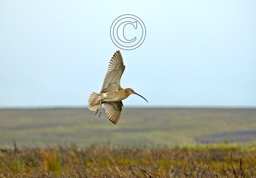   Common Curlew Over Moorland DM2051